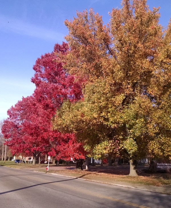 red-and-yellow-tree