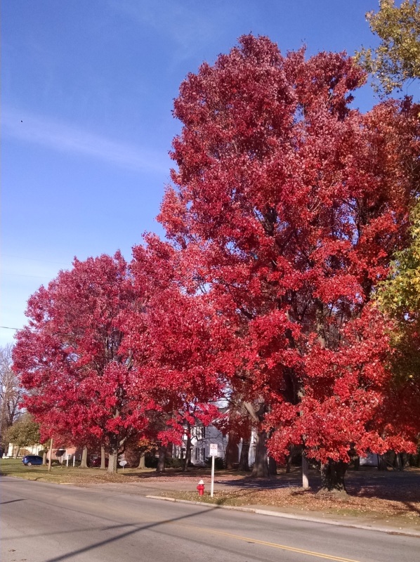 red-tree-1